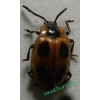 Endomychus coccineus (Linnaeus, 1758) Wygłodek biedronkowaty